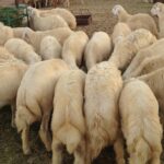 Nabi Biasa Menyembelih Qurban Di Musholla
